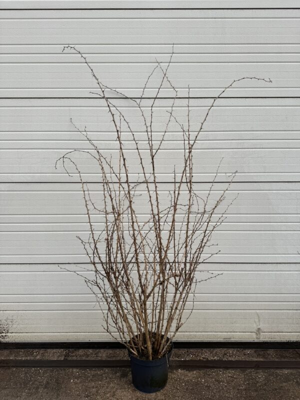 Berberis vulgaris C12