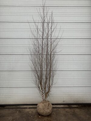 Betula pendula drkl.