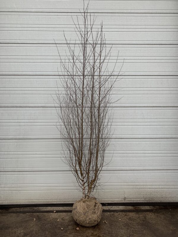 Betula pendula drkl.