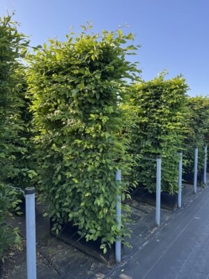 Carpinus betulus 200x100x30 haagelement