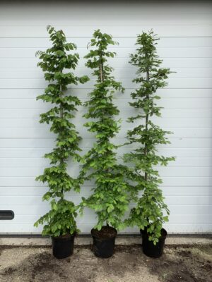 Carpinus betulus C12
