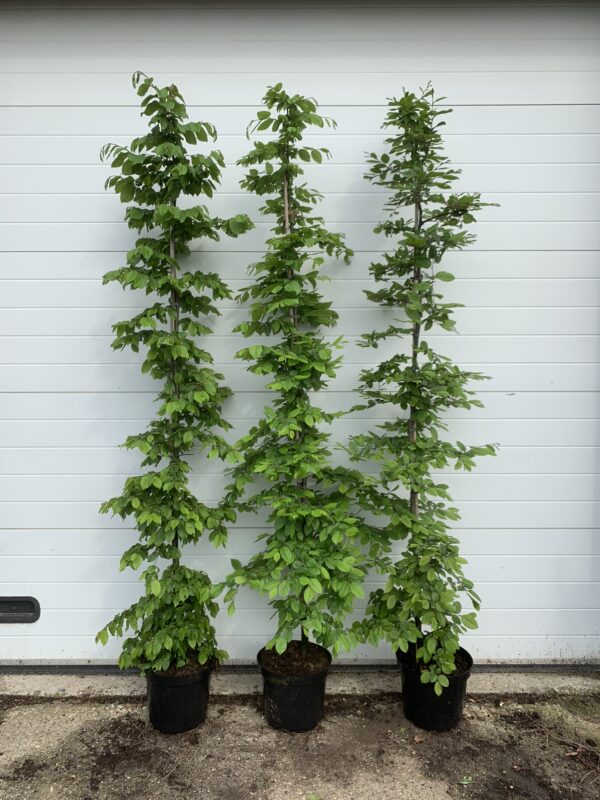 Carpinus betulus C12
