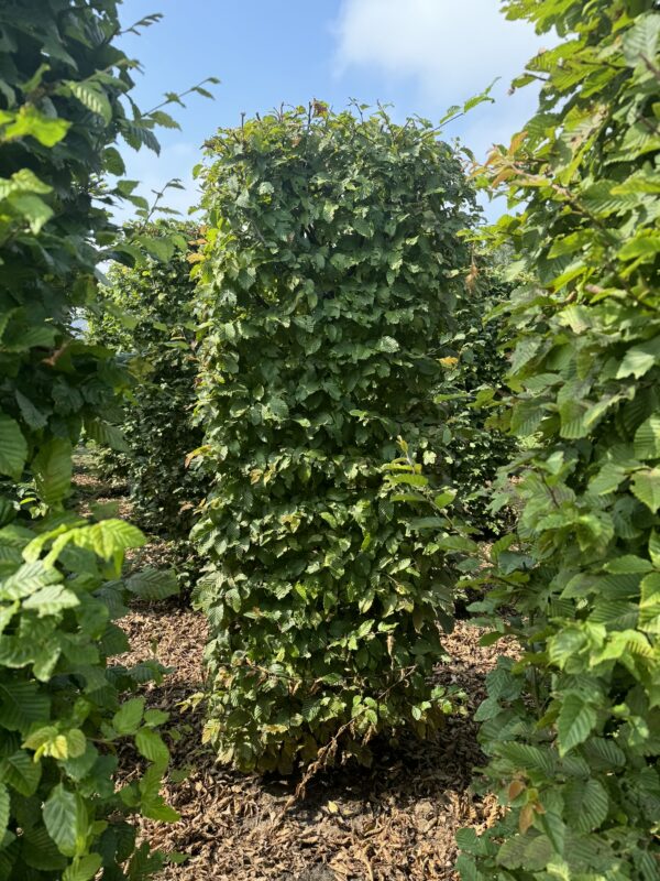 Carpinus betulus haagelement drkl.