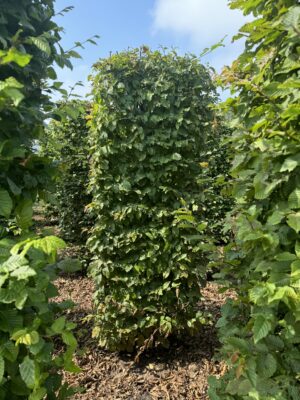Carpinus betulus haagelement drkl