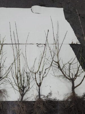Cornus mas BLW