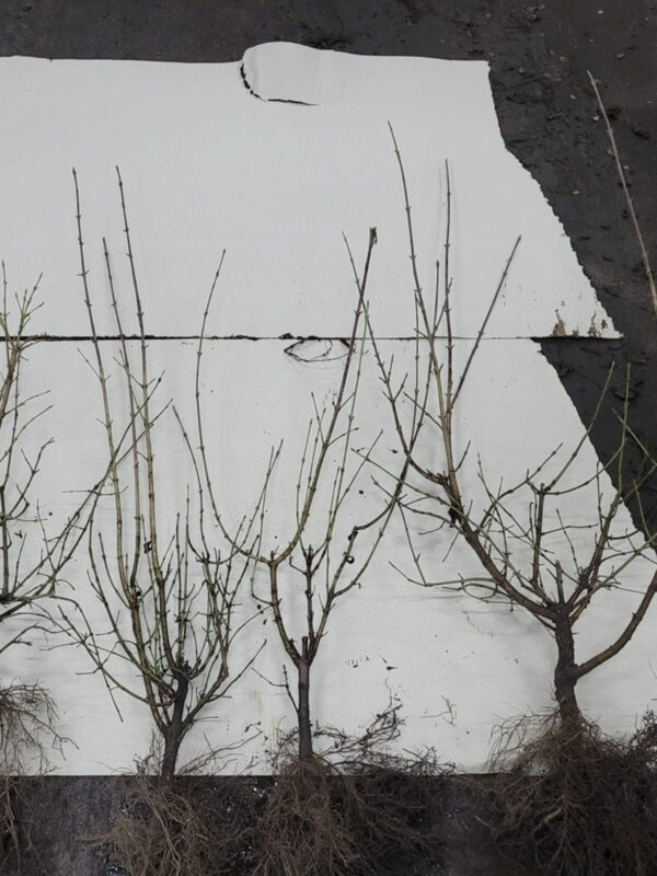 Cornus mas BLW