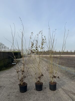Crataegus monogyna