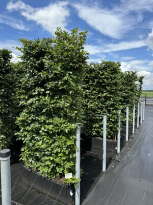 Fagus sylvatica haagelement