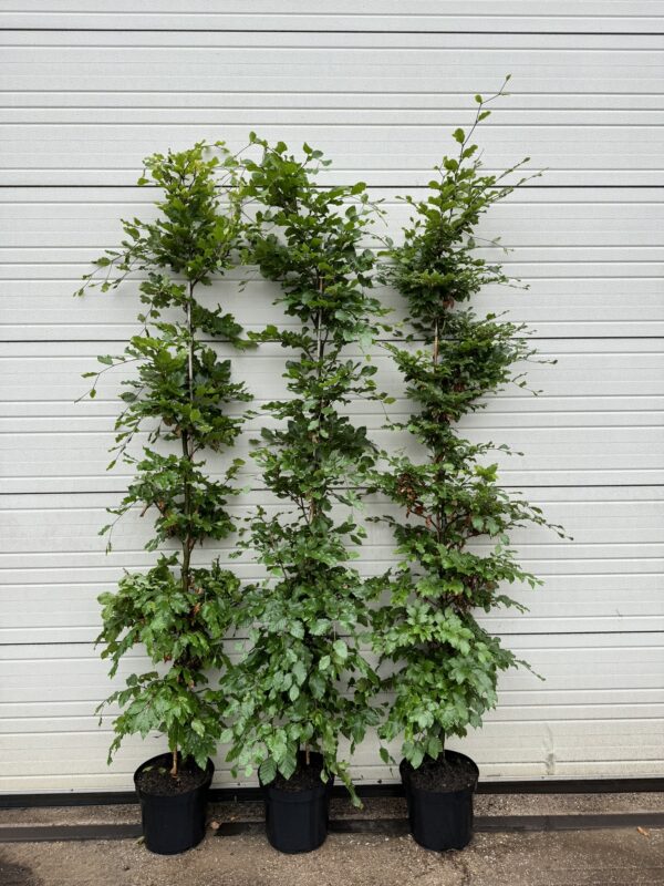 Fagus sylvatica C12