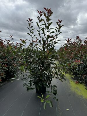 Photinia fras. ‘Red Robin’ C12