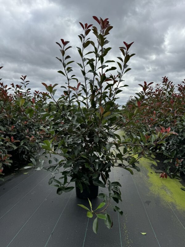 Photinia fras. ‘Red Robin’ C12
