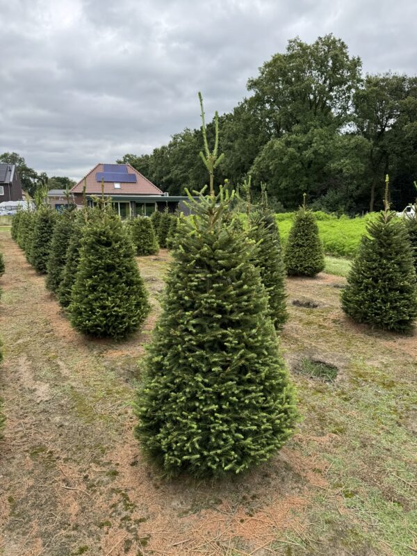 Picea abies drkl