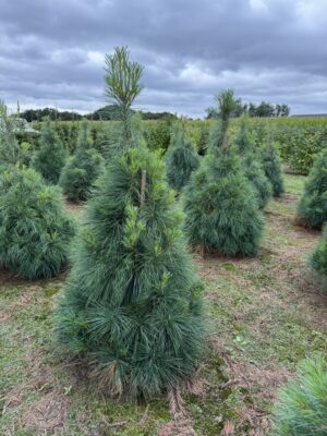 Pinus strobus drkl