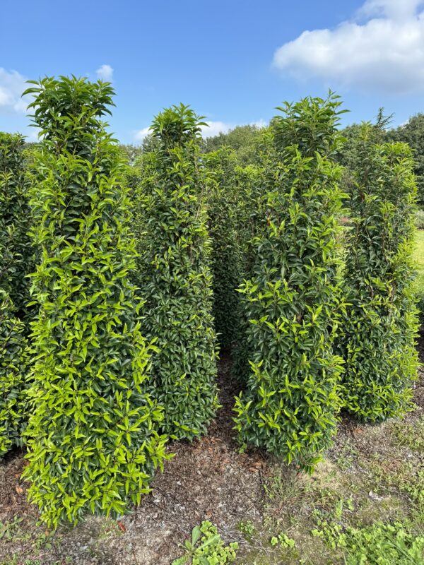 Prunus lusitanica ‘Angustifolia’ kluit