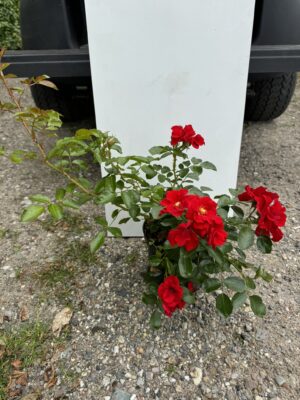 Rosa Gloed C1,5
